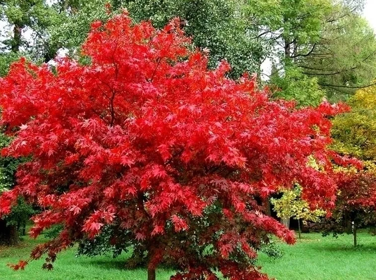 Prendersi cura di un acero rosso