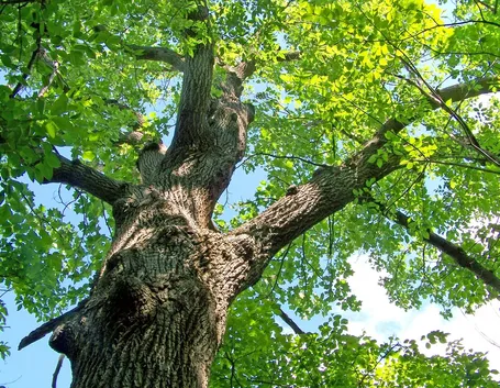 Quercia