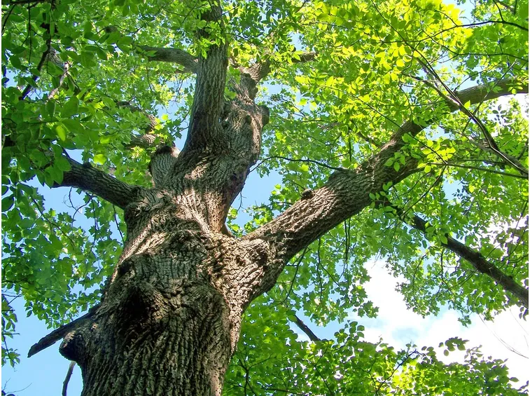 Quercia