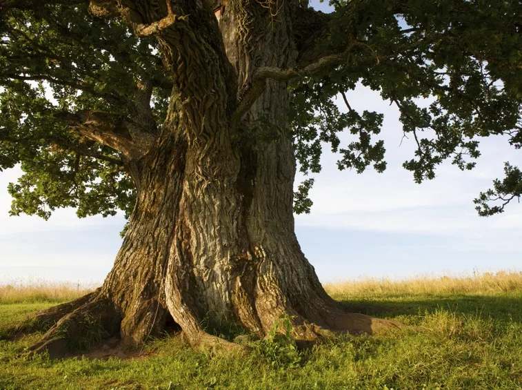 Quercia