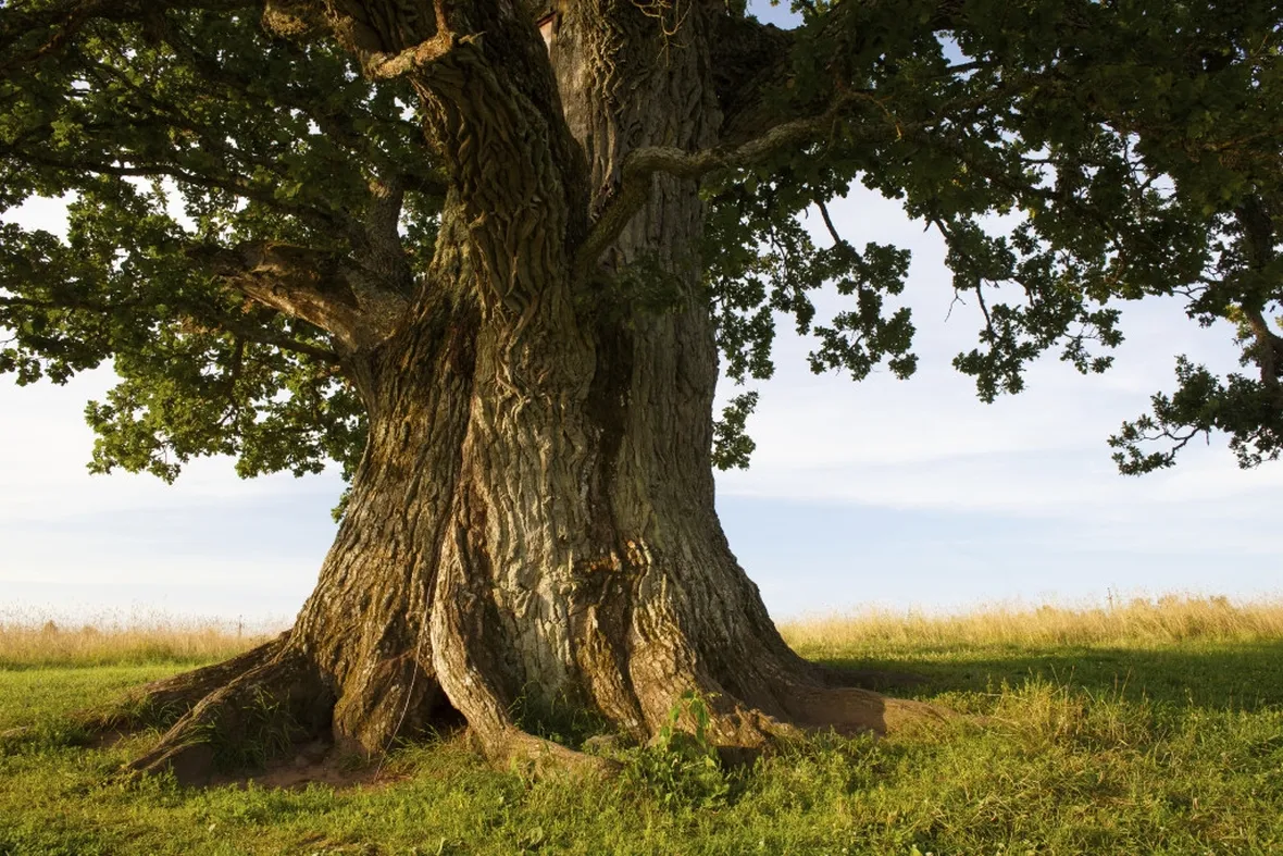 Quercia