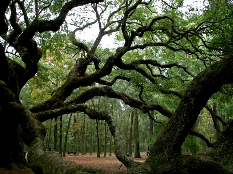 Quercia