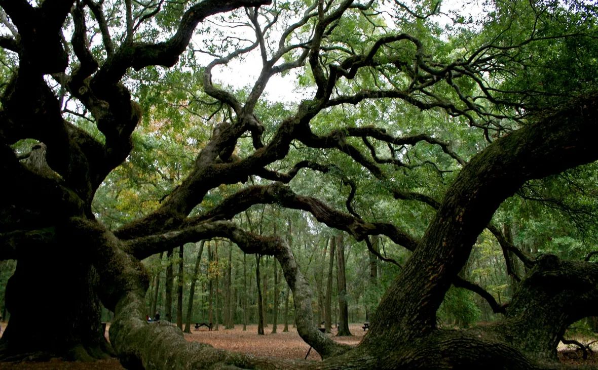 Quercia