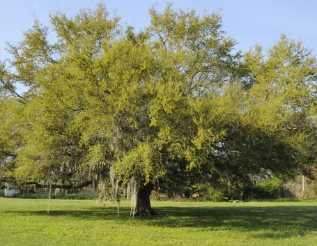 Quercia-14