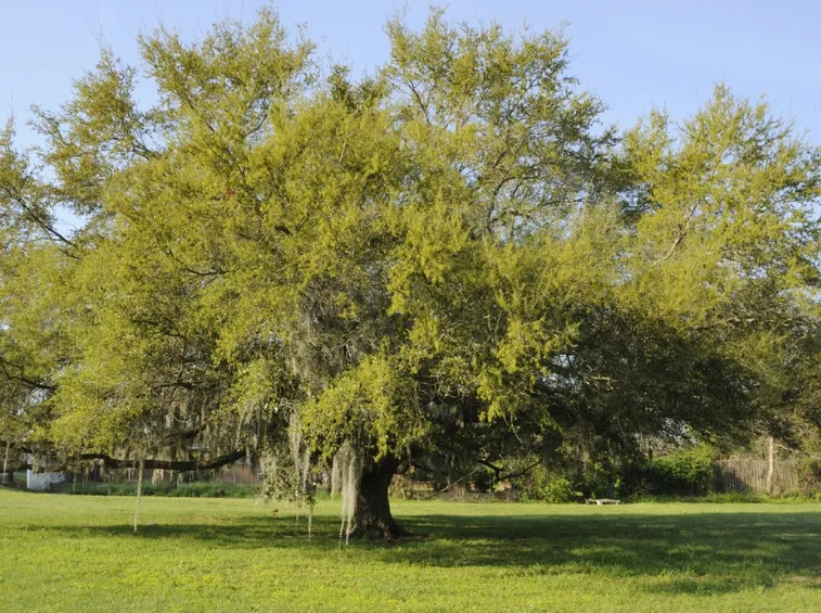 Quercia-14