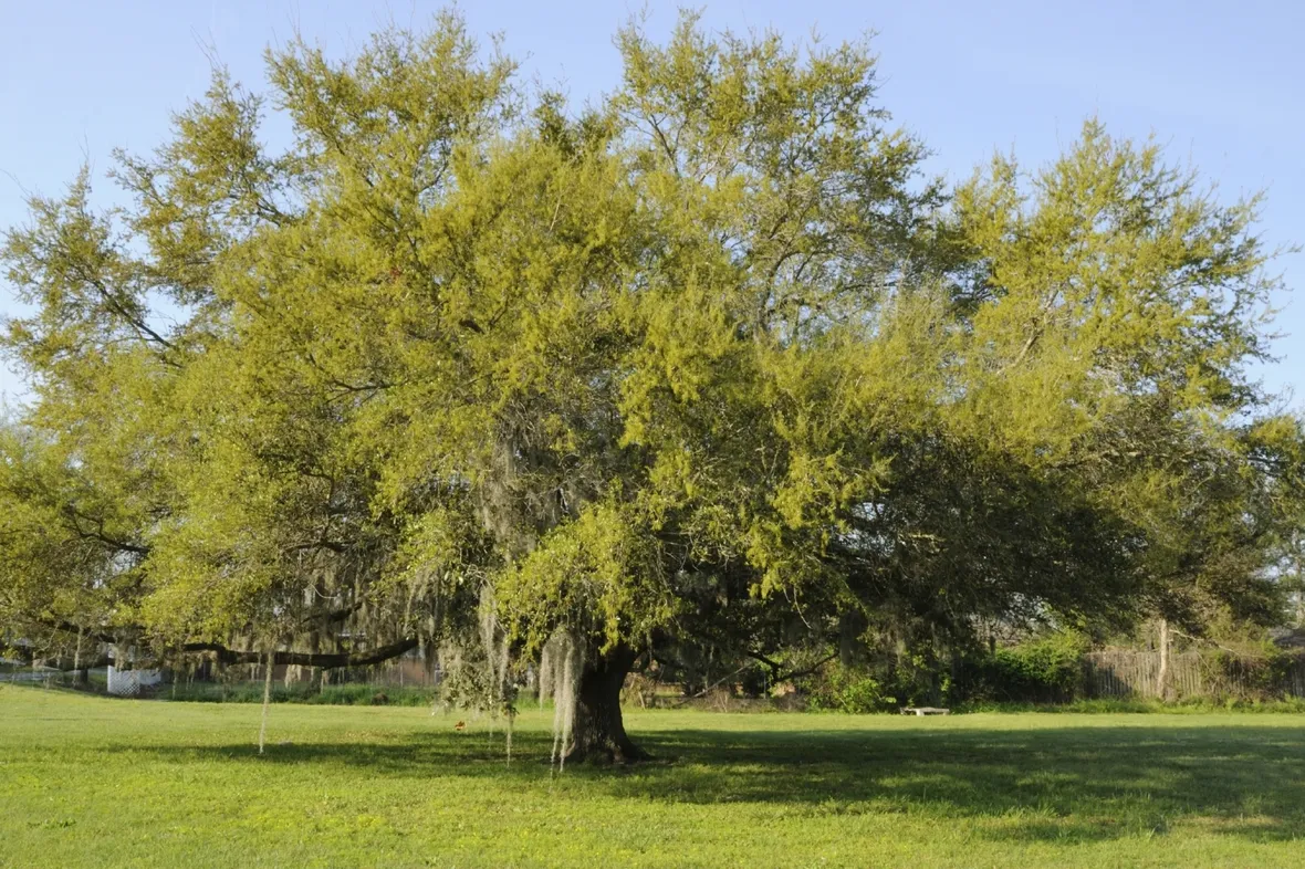 Quercia-14