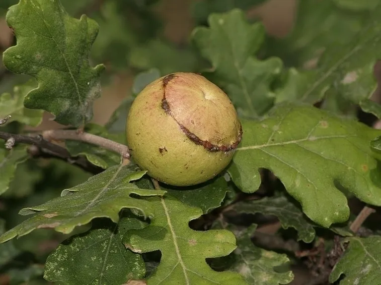 Quercia