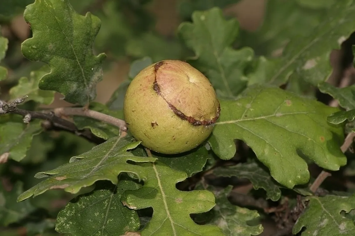 Quercia