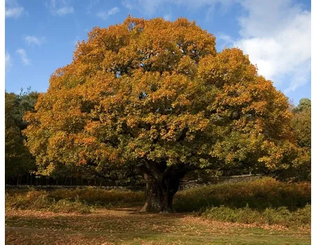 Quercia