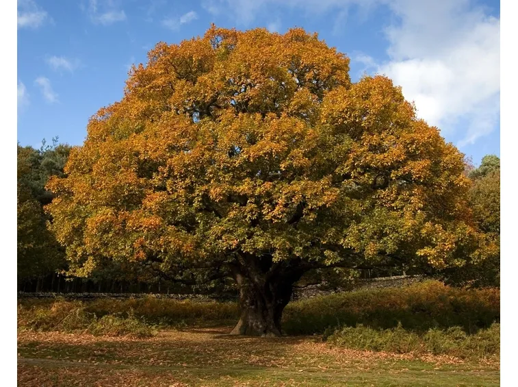 Quercia