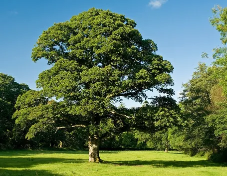 Quercia