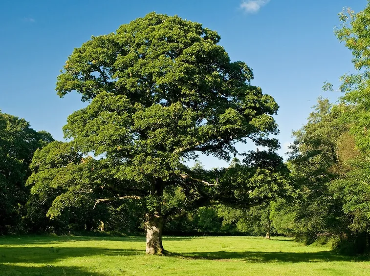 Quercia