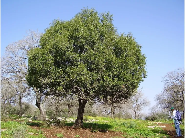 Quercia