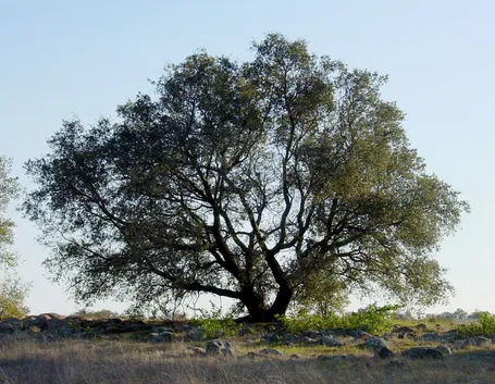 Quercia