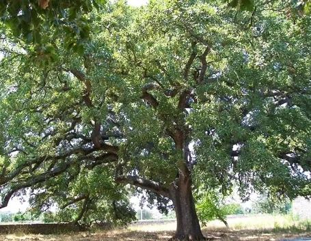 Quercia