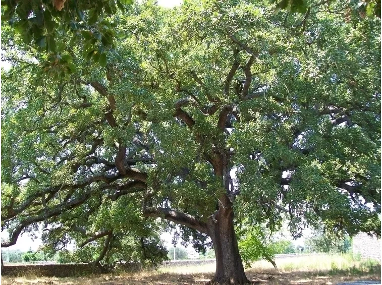 Quercia