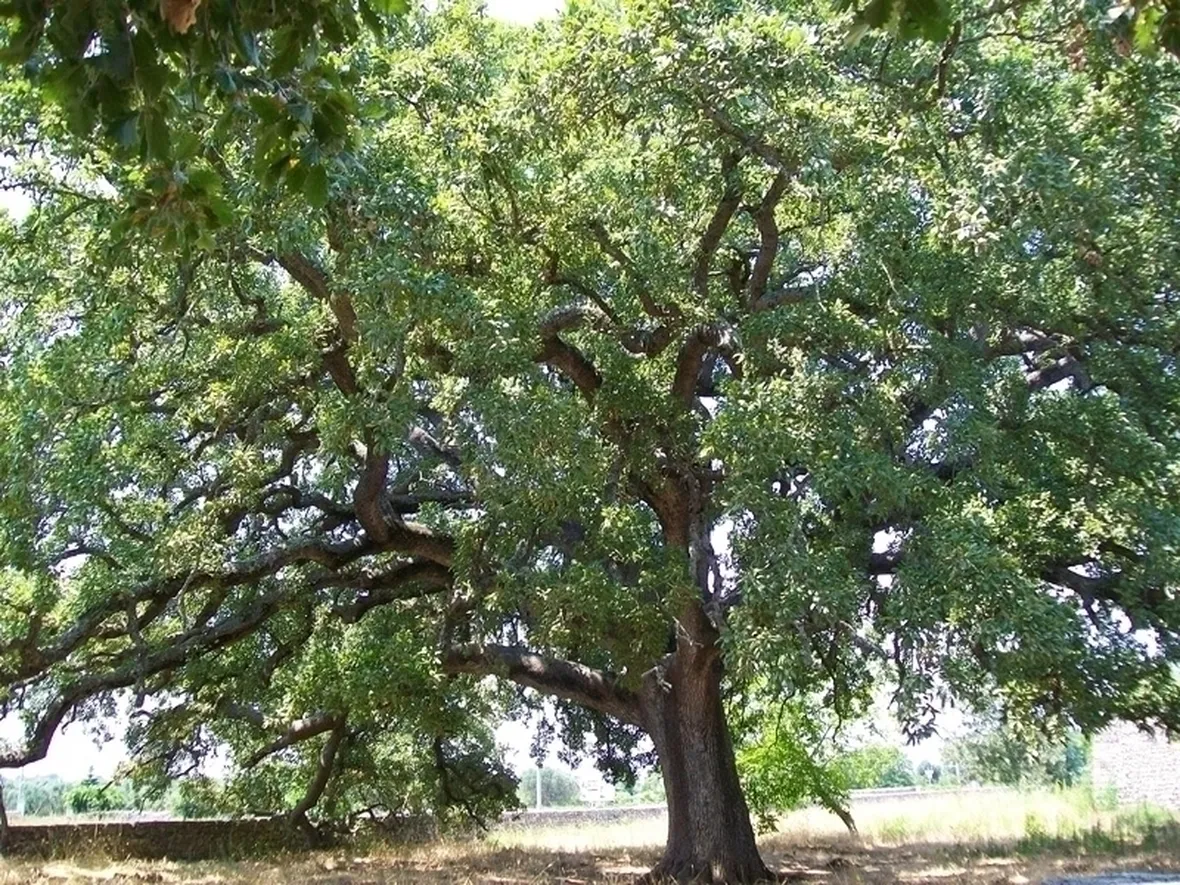 Quercia