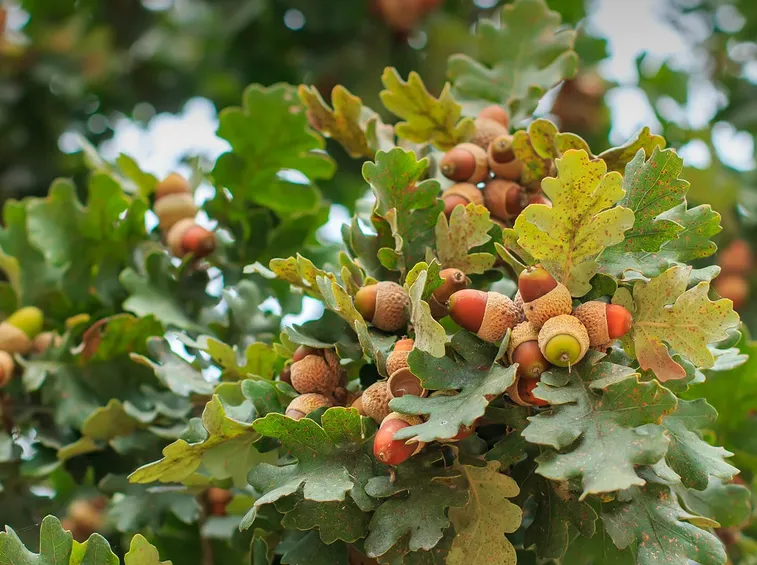 Quercia ghiande