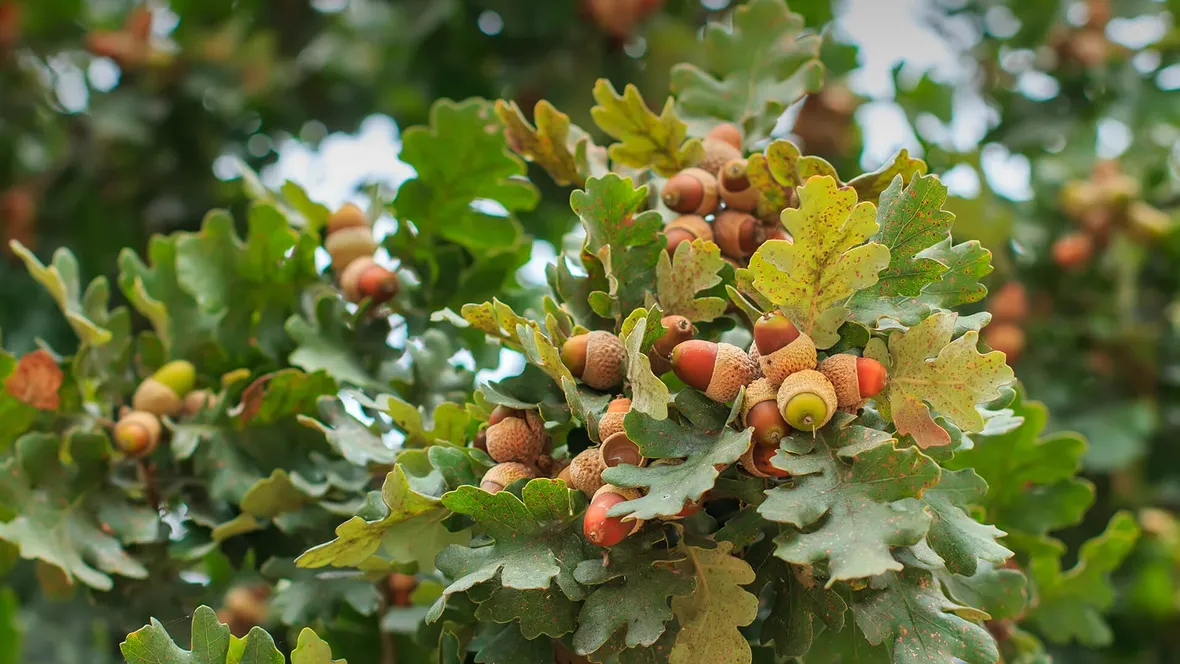 Quercia ghiande