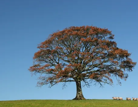 Quercia