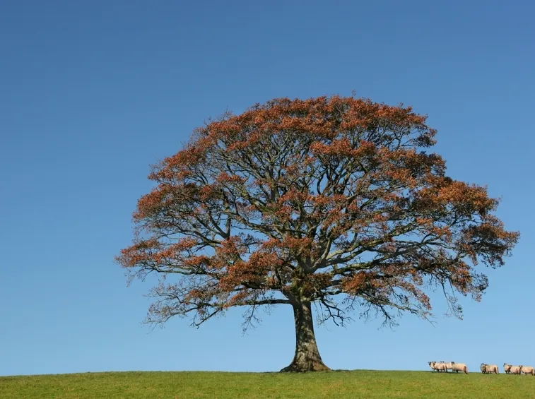 Quercia