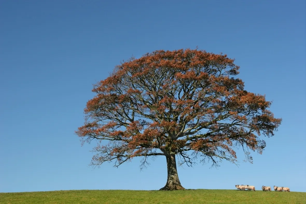 Quercia