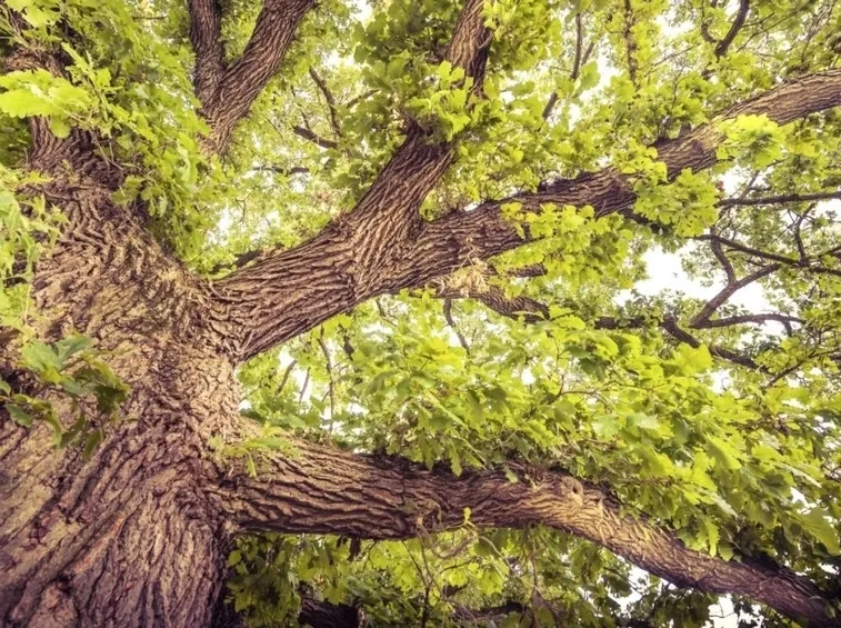 Quercia