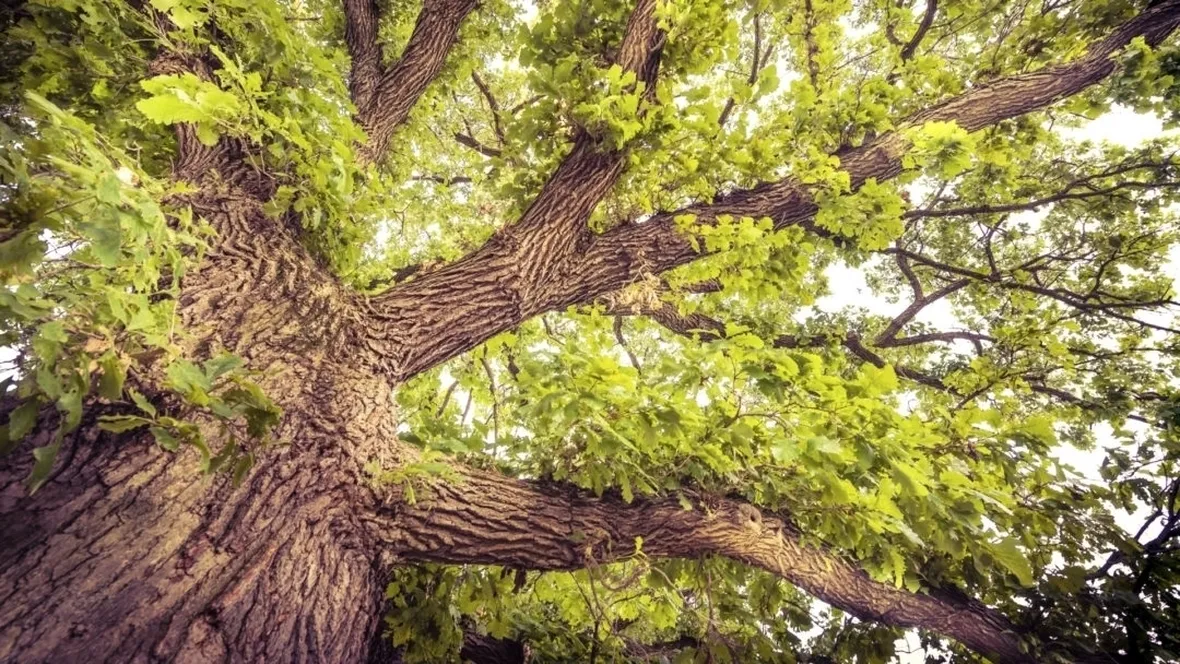 Quercia