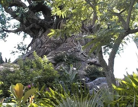 QUERCIA ROSSA