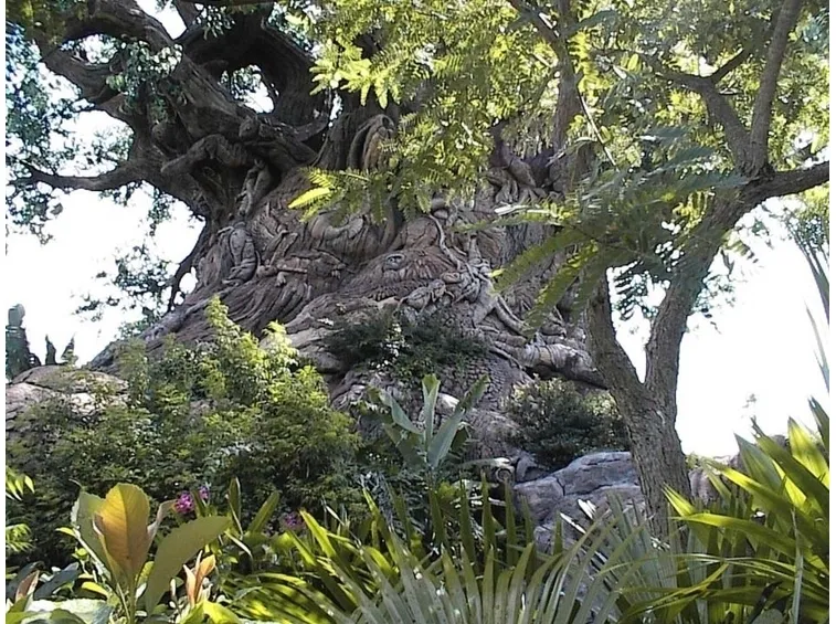 QUERCIA ROSSA