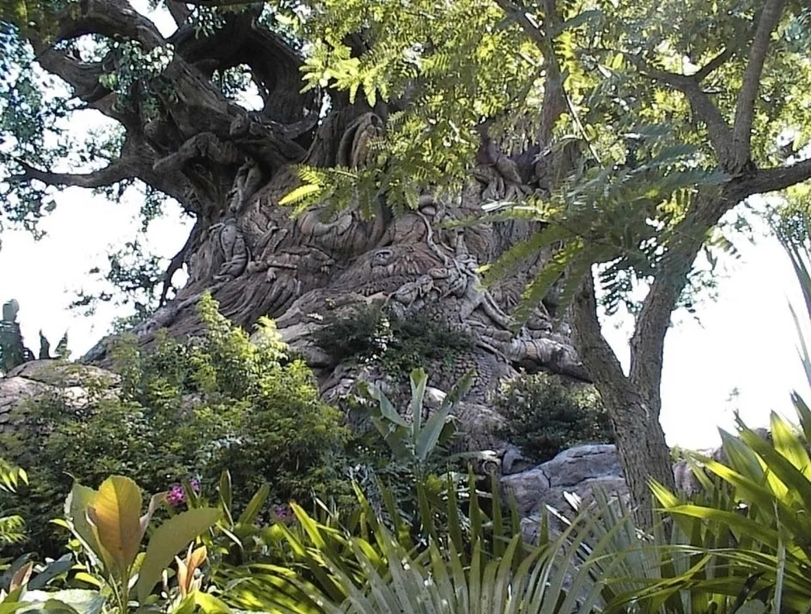 QUERCIA ROSSA