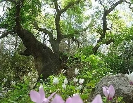 Quercia