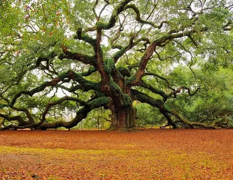 Quercia