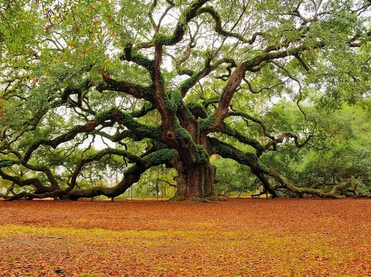Quercia