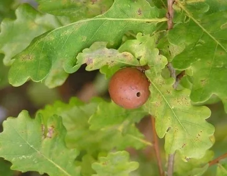Quercia