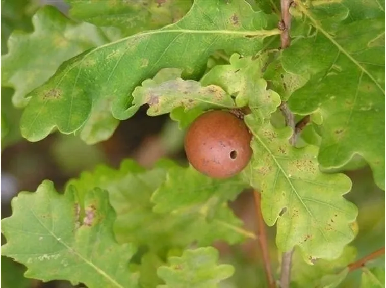 Quercia