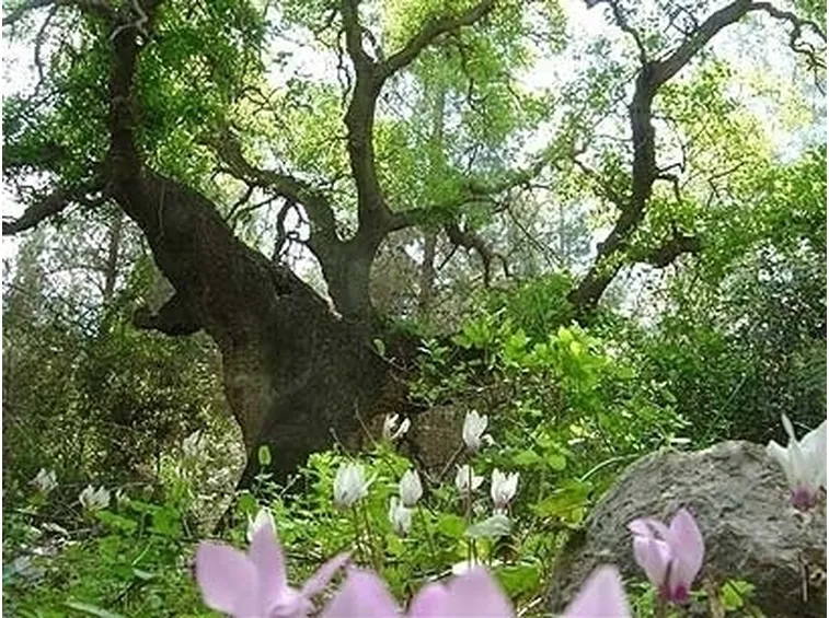 Quercia