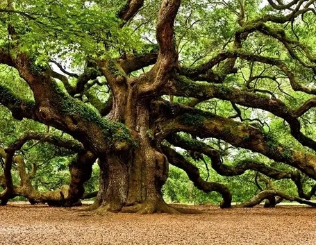 Quercia
