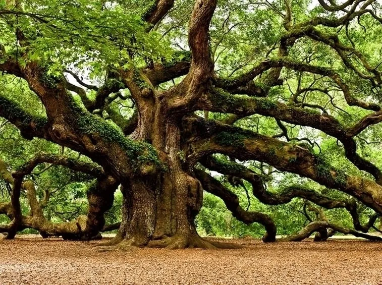 Quercia