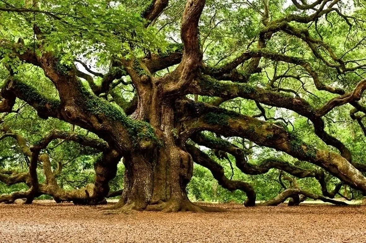 Quercia
