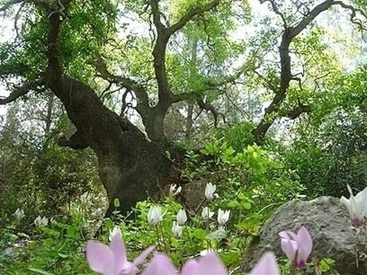 Quercia
