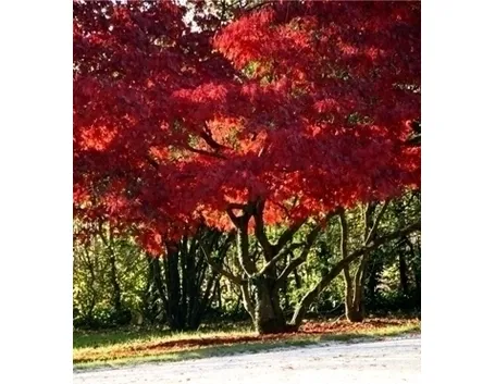 Risposta : acero rosso (albero) ammalato