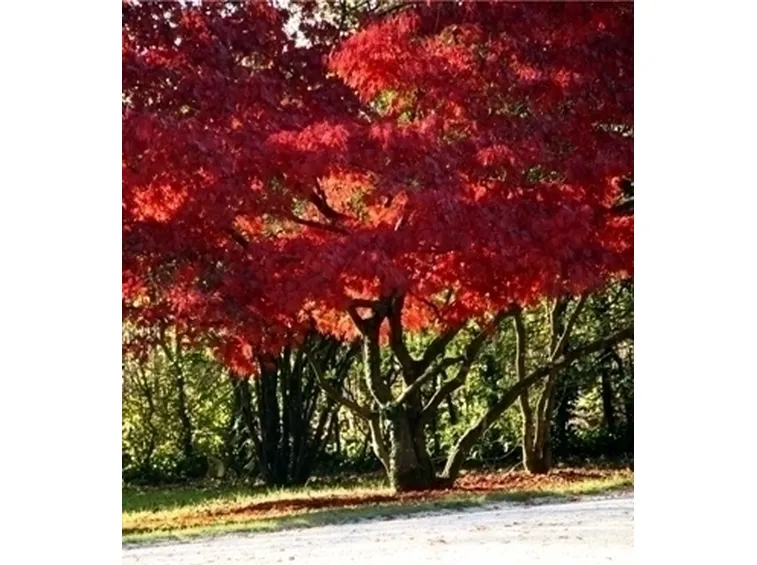 Risposta : acero rosso (albero) ammalato