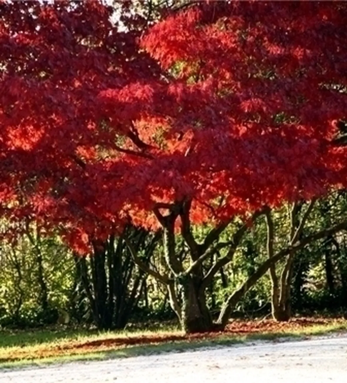 Risposta : acero rosso (albero) ammalato