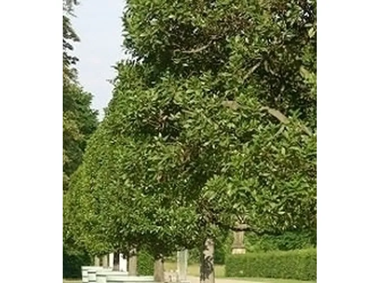 Risposta : alloro