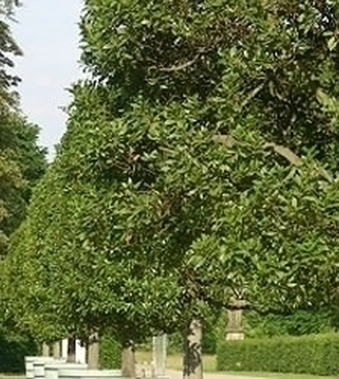 Risposta : alloro