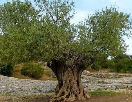 Risposta : cura dell'ulivo