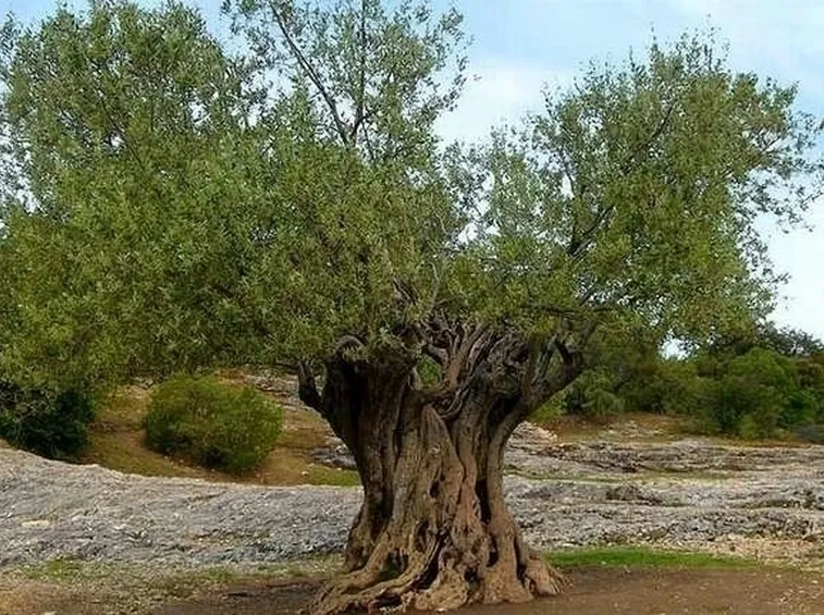 Risposta : cura dell'ulivo