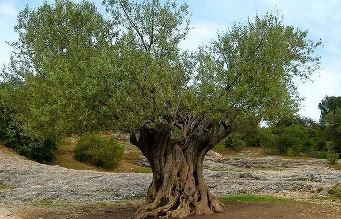Risposta : cura dell'ulivo
