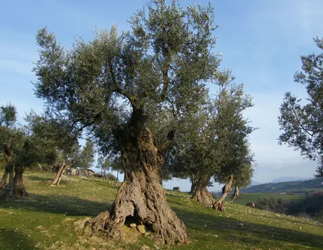 Risposta : cure ulivo secolare espiantato